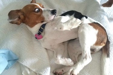 dogs who love to fart