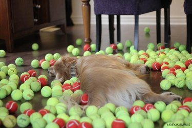 Dog lying down in pile of tennis balls