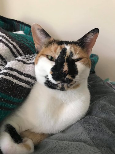 cat with markings on nose