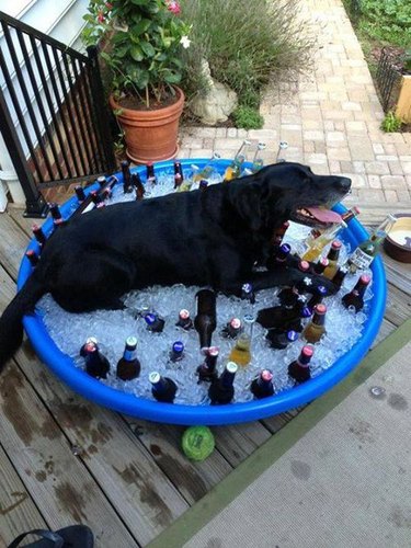 Dog lying in a kiddie pool filled with ice and beer