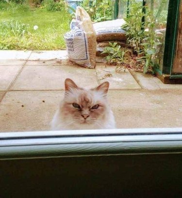 unimpressed cat steers through door