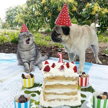 Cat and dog with party hats and cake