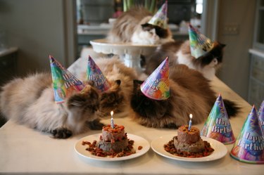 Fluffy cats in birthday hats