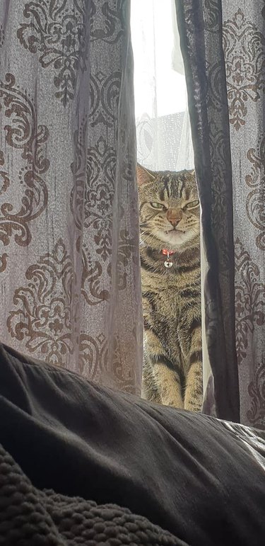 cat hides behind curtain