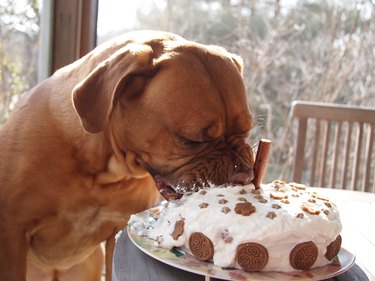 Dog sticking its muzzle into a cake