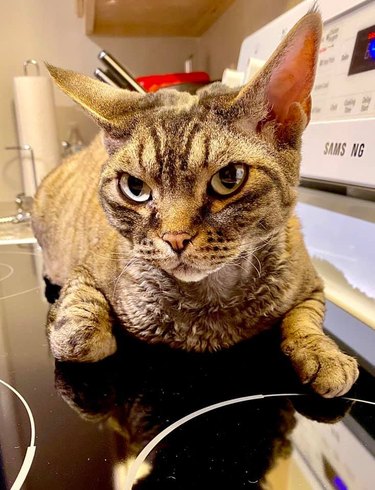 scowling Devon Rex cat