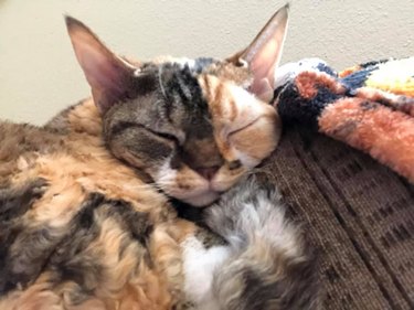 cat sleeps on couch