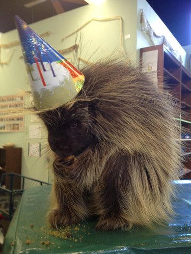 Porcupine wearing a party hat