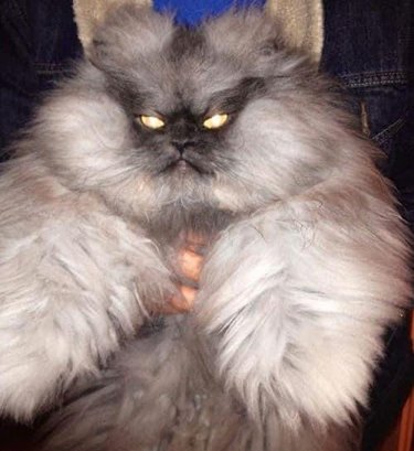 fluffy cat with lazer eyes