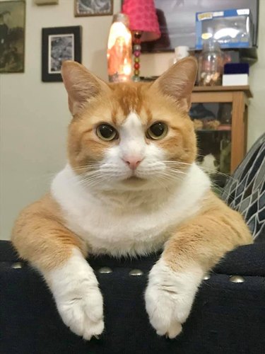 cat sits like human