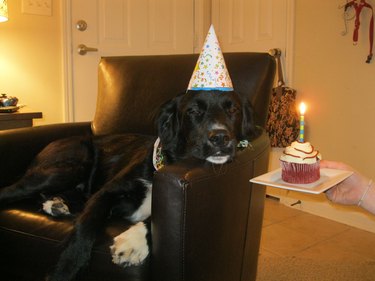 Dog wearing party hat and looking unimpressed at cupcake