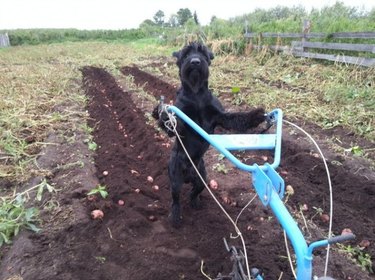 Dog farming potatoes