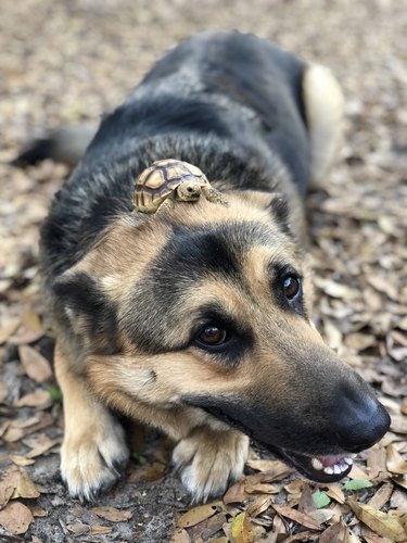 Dog with a turtle on its head