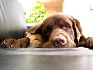 Cat and dog snoozing