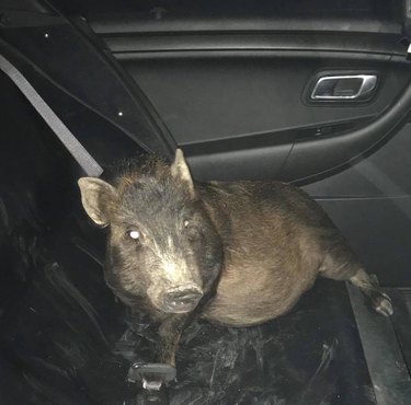 Affectionate pig wrangled into cop car for the funniest reason