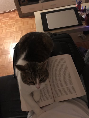 Cat sitting on book