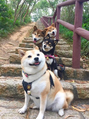 Four dogs on stairs