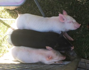 A black piglet sleeping between two pink piglets