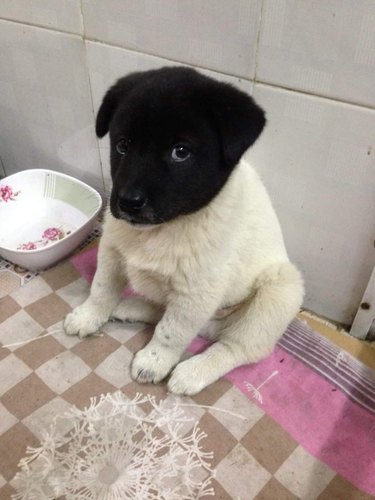 Puppy with a black head and a white body