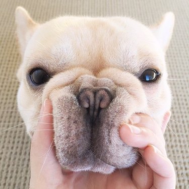 French bulldog having its face squished