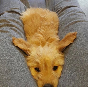 Puppy with its ears spread out like wings