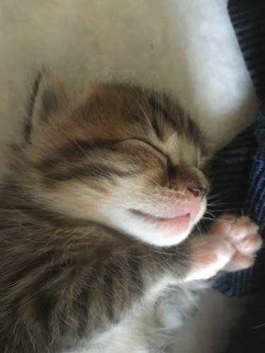 Sleepy kitten