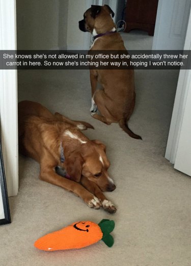 Dog trying to get its toy back