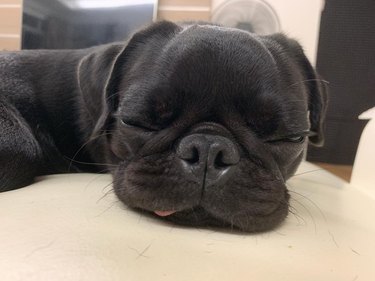 Pug with its tongue sticking out.