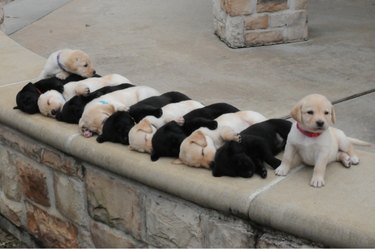Alternating black and white sleeping Labrador puppies