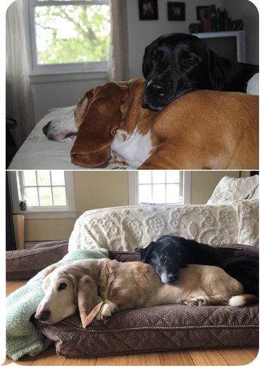 Dogs snuggling when they're young, and snuggling in the same position when they're old