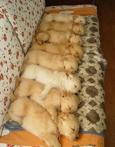 Eight golden retriever puppies sleeping in a row