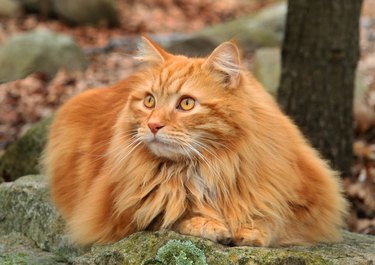 21 reasons why orange tabby cats are the best tabby cats