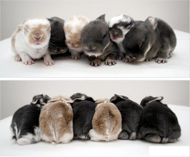 Front and back view of six baby bunnies
