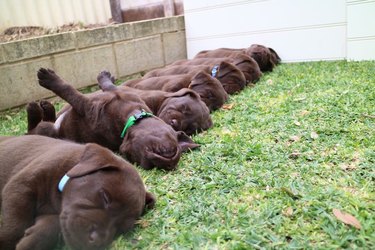 Six chocolate lab puppies sleeping on their sides and one sleeping on its back