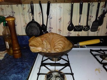 21 reasons why orange tabby cats are the best tabby cats