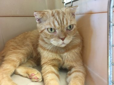 orange tabby kittens for free