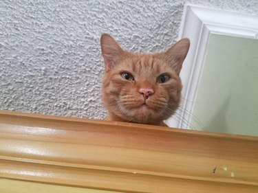 21 reasons why orange tabby cats are the best tabby cats