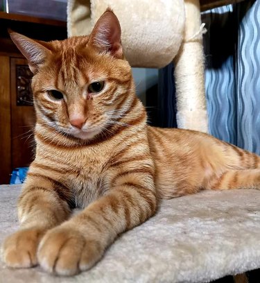 orange tabby male cats