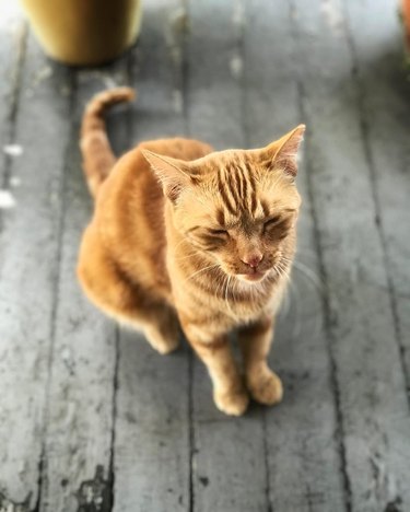 are orange tabby cats friendly