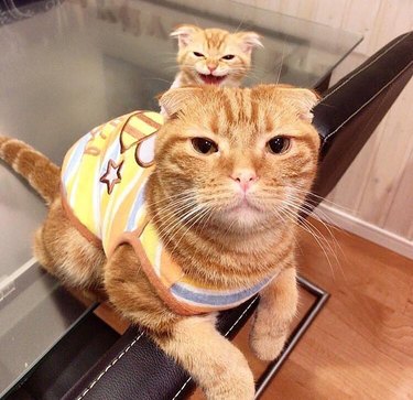 21 reasons why orange tabby cats are the best tabby cats