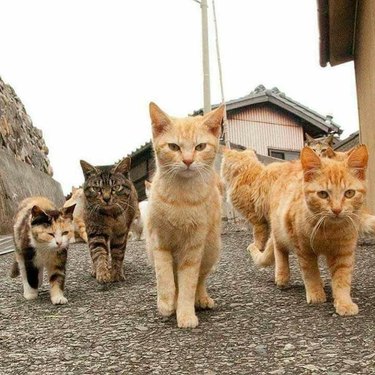 21 reasons why orange tabby cats are the best tabby cats