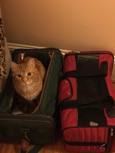 21 reasons why orange tabby cats are the best tabby cats