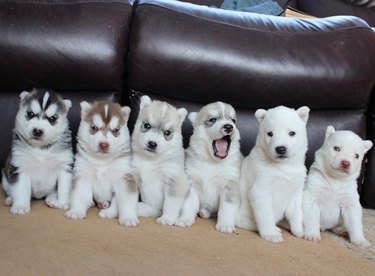 Six husky puppies in a row from darkest to lightest