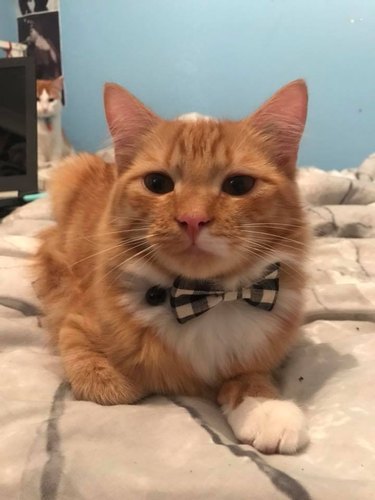 21 reasons why orange tabby cats are the best tabby cats
