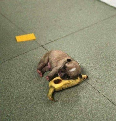 Puppy asleep on a banana