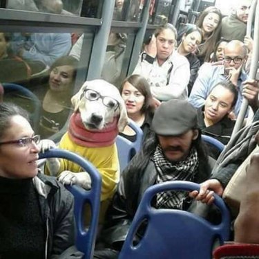 Dog on the subway wearing a sweater and glasses