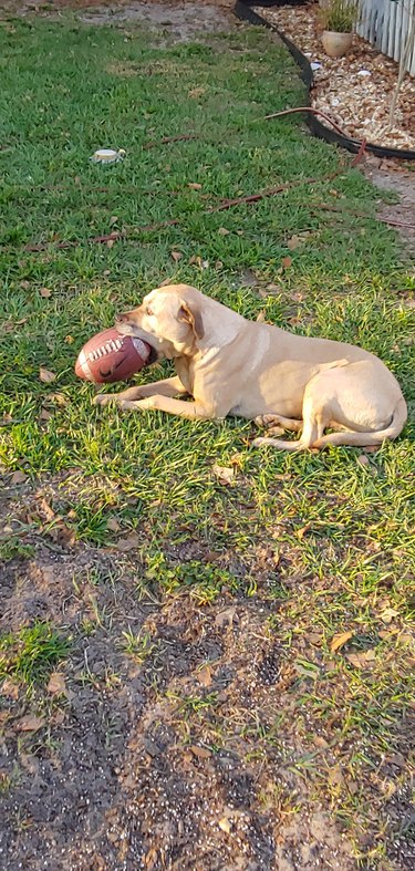 Dog chewing on a football