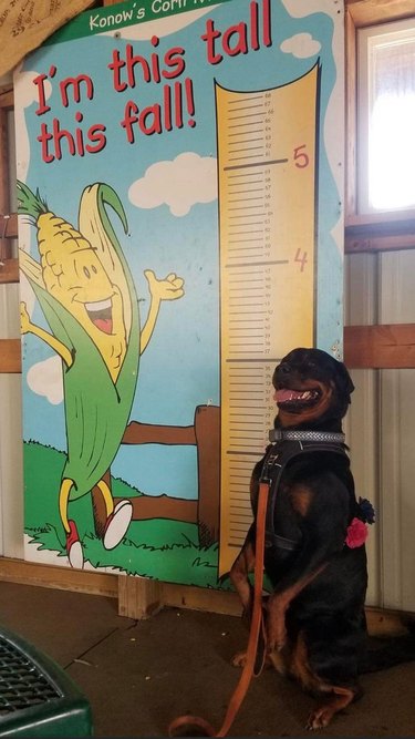 Dog on its hind legs next to a poster measuring height