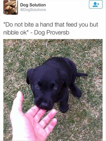 17 Wholesome Pet Memes That Will Hug Your Heart So Good | Cuteness