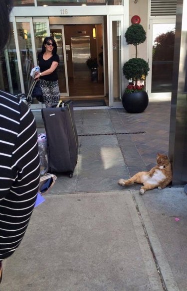 Cat sitting outside fancy hotel